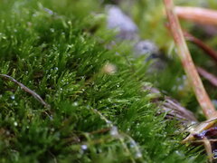 Ditrichum heteromallum