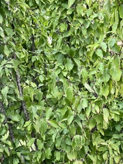 Cornus mas