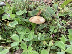 Psilocybe mescaleroensis