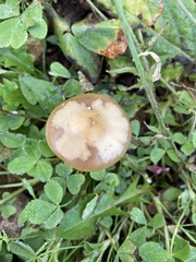 Psilocybe mescaleroensis