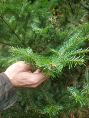 Abies balsamea