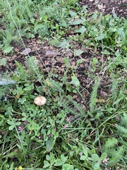 Psilocybe mescaleroensis