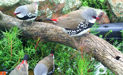 Stagonopleura guttata