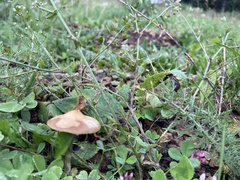 Psilocybe mescaleroensis