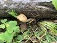 Psilocybe mescaleroensis