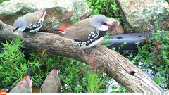 Stagonopleura guttata