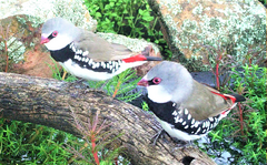 Stagonopleura guttata