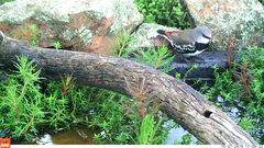 Stagonopleura guttata