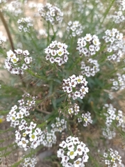 Lobularia