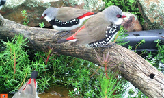 Stagonopleura guttata