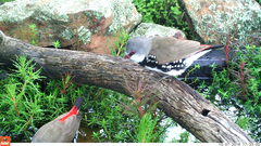 Stagonopleura guttata