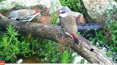 Stagonopleura guttata