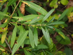 Hypericum prolificum