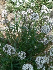 Lobularia