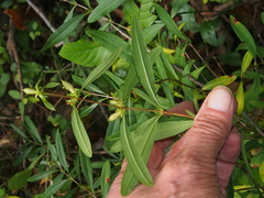 Hypericum prolificum