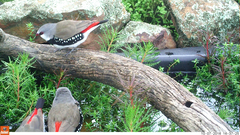 Stagonopleura guttata