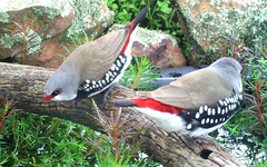 Stagonopleura guttata