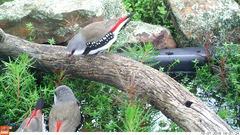 Stagonopleura guttata