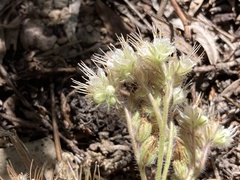 Phacelia hastata