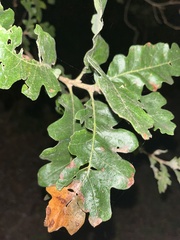 Quercus garryana