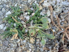 Spergularia macrotheca
