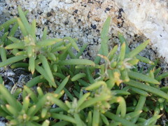 Spergularia macrotheca