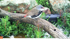 Stagonopleura guttata