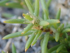 Spergularia macrotheca