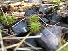 Polytrichum commune