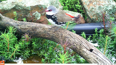 Stagonopleura guttata