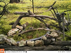 Stagonopleura guttata