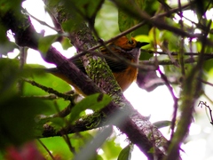 Tangara icterocephala