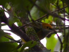 Tangara icterocephala