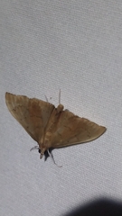 Sericoplaga externalis