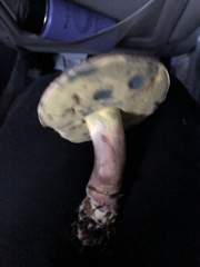 Cyanoboletus pulverulentus