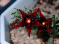 Orbea semitubiflora