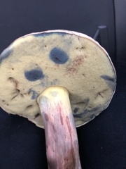Cyanoboletus pulverulentus