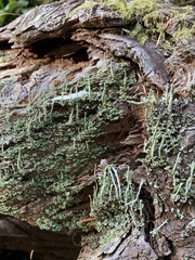 Cladonia ochrochlora