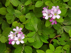 Oxalis debilis