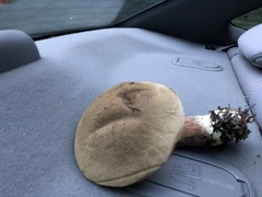 Cyanoboletus pulverulentus
