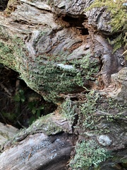 Cladonia ochrochlora