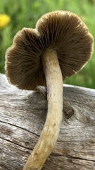 Psilocybe mescaleroensis