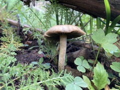 Psilocybe mescaleroensis