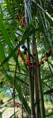 Chamaedorea tepejilote