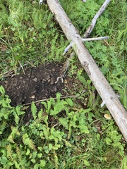 Psilocybe mescaleroensis