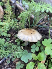 Psilocybe mescaleroensis