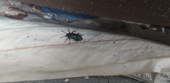 Strongylium cupreocinctum