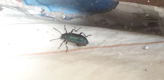 Strongylium cupreocinctum