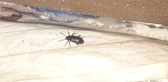 Strongylium cupreocinctum