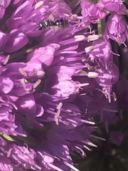 Dialictus